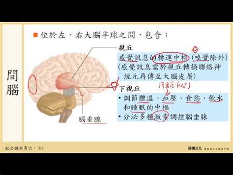 下視丘功能口訣|下視丘：掌管你身心機能的神秘基地